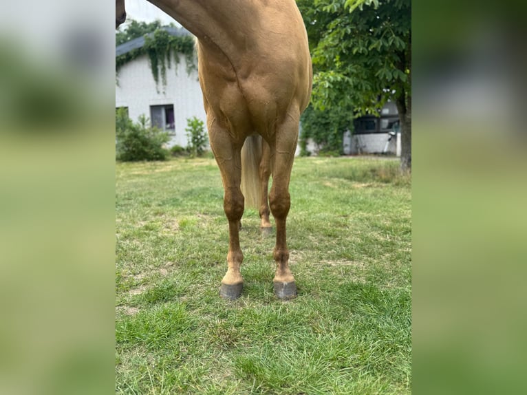 American Quarter Horse Gelding 5 years 14,1 hh Palomino in Wusterhausen (Dosse)