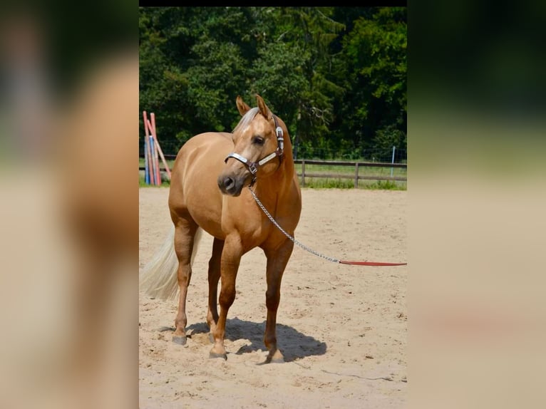 American Quarter Horse Gelding 5 years 14,1 hh Palomino in Wusterhausen (Dosse)