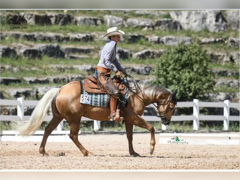 American Quarter Horse Gelding 5 years 14,1 hh Palomino in Wusterhausen (Dosse)