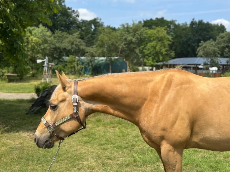American Quarter Horse Gelding 5 years 14,1 hh Palomino in Wusterhausen (Dosse)