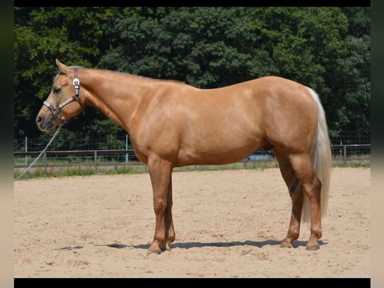 American Quarter Horse Gelding 5 years 14,1 hh Palomino in Wusterhausen (Dosse)