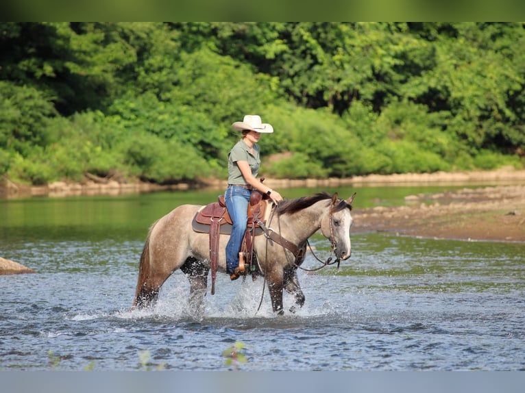 American Quarter Horse Gelding 5 years 14,1 hh in Clarion, PA