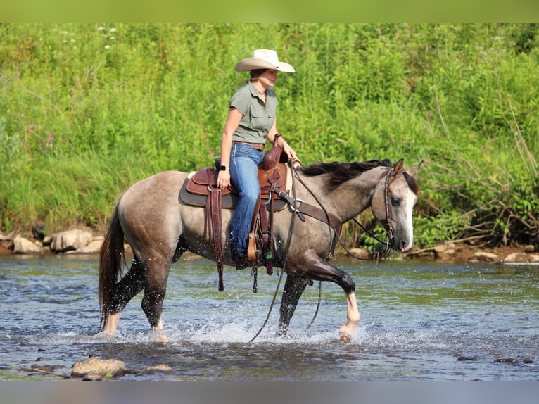 American Quarter Horse Gelding 5 years 14,1 hh in Clarion, PA