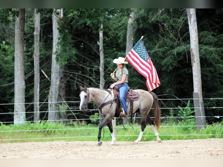 American Quarter Horse Gelding 5 years 14,1 hh in Clarion, PA