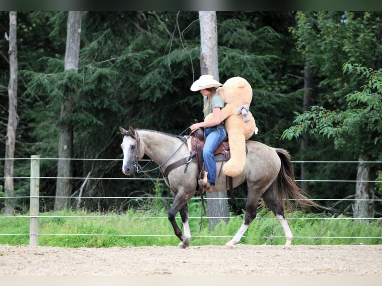 American Quarter Horse Gelding 5 years 14,1 hh in Clarion, PA