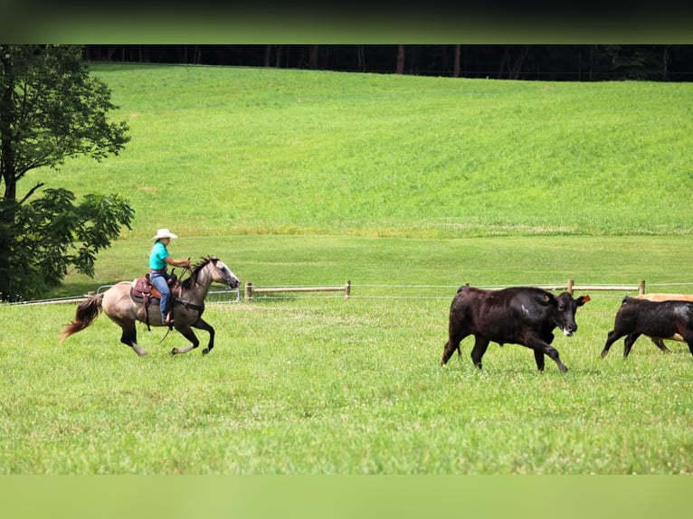 American Quarter Horse Gelding 5 years 14,1 hh in Clarion, PA