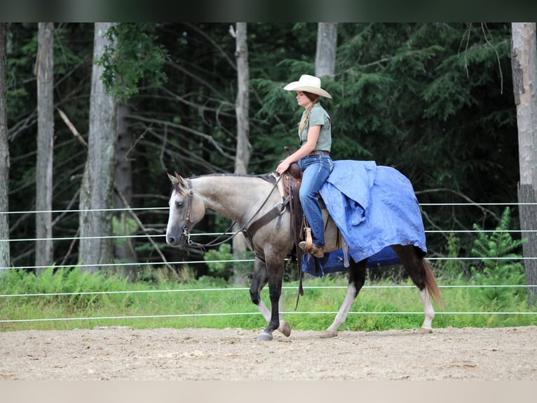 American Quarter Horse Gelding 5 years 14,1 hh in Clarion, PA