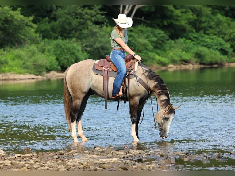American Quarter Horse Gelding 5 years 14,1 hh in Clarion, PA