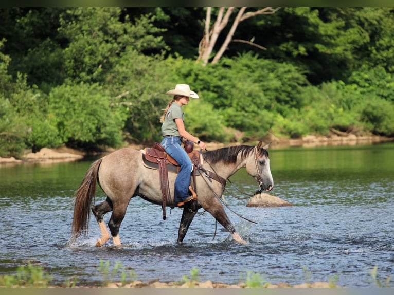 American Quarter Horse Gelding 5 years 14,1 hh in Clarion, PA