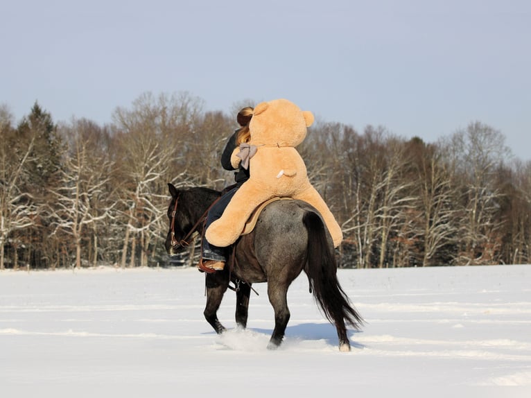 American Quarter Horse Gelding 5 years 14,1 hh Roan-Blue in Clarion