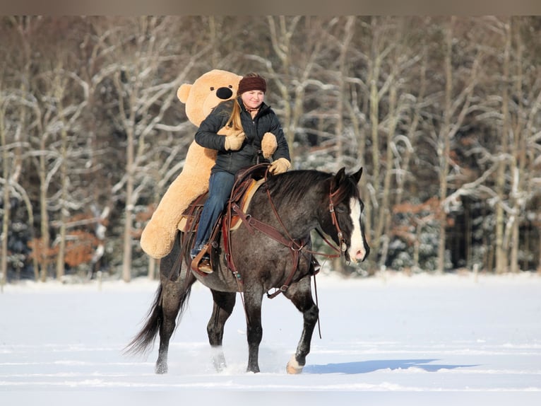 American Quarter Horse Gelding 5 years 14,1 hh Roan-Blue in Clarion