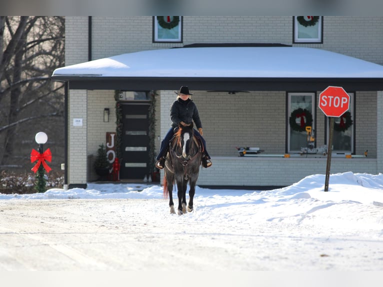 American Quarter Horse Gelding 5 years 14,1 hh Roan-Blue in Clarion