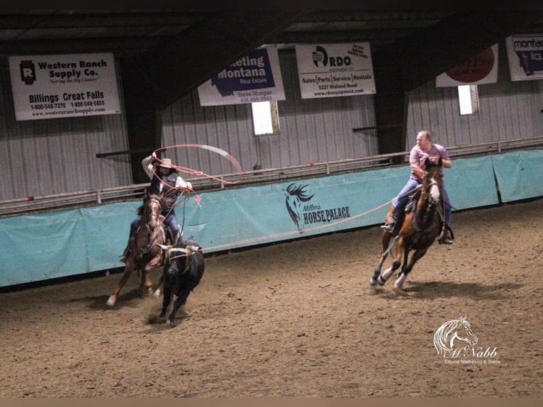 American Quarter Horse Gelding 5 years 14,1 hh Roan-Red in Cody, WY