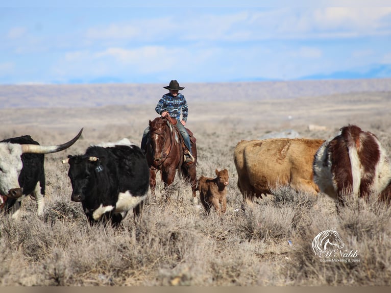 American Quarter Horse Gelding 5 years 14,1 hh Roan-Red in Cody, WY