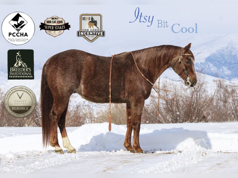 American Quarter Horse Gelding 5 years 14,1 hh Roan-Red in Cody, WY