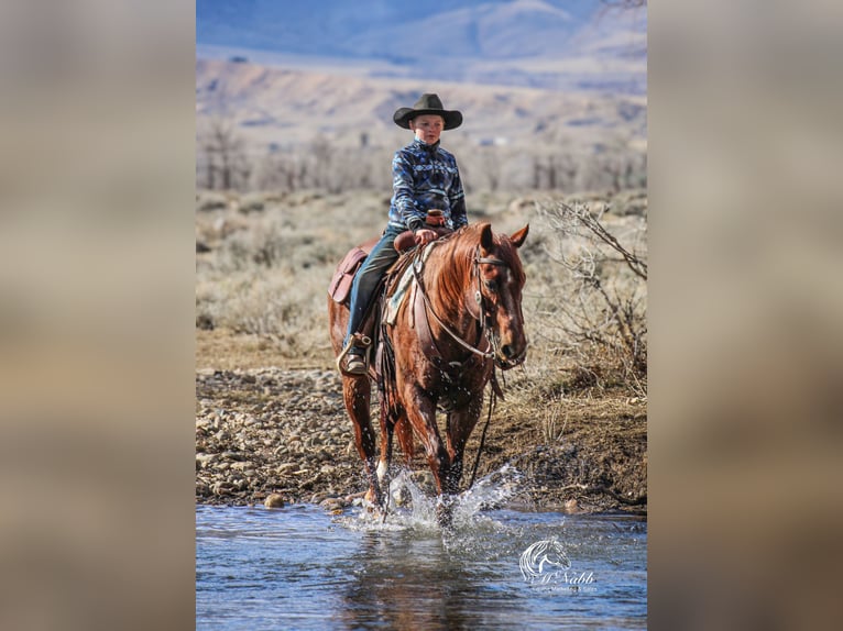 American Quarter Horse Gelding 5 years 14,1 hh Roan-Red in Cody, WY