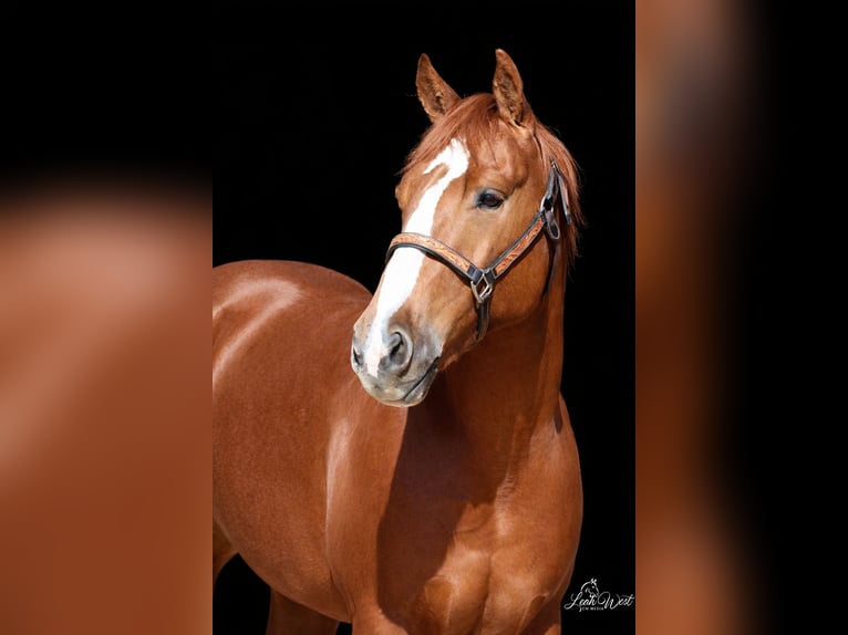 American Quarter Horse Gelding 5 years 14,1 hh Sorrel in Healdton, OK