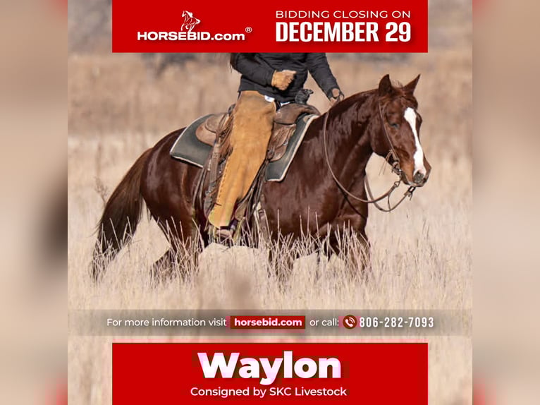 American Quarter Horse Gelding 5 years 14,1 hh Sorrel in Canyon