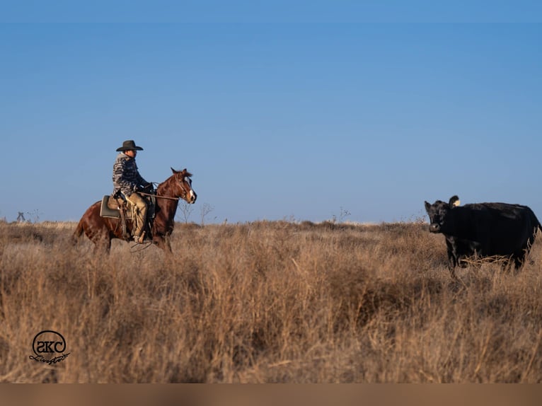 American Quarter Horse Gelding 5 years 14,1 hh Sorrel in Canyon