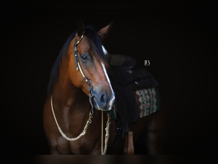 American Quarter Horse Mix Gelding 5 years 14,2 hh Bay in Terrell American Quarter Horse Mix Gelding 5 years 14,2 hh Bay in Terrell