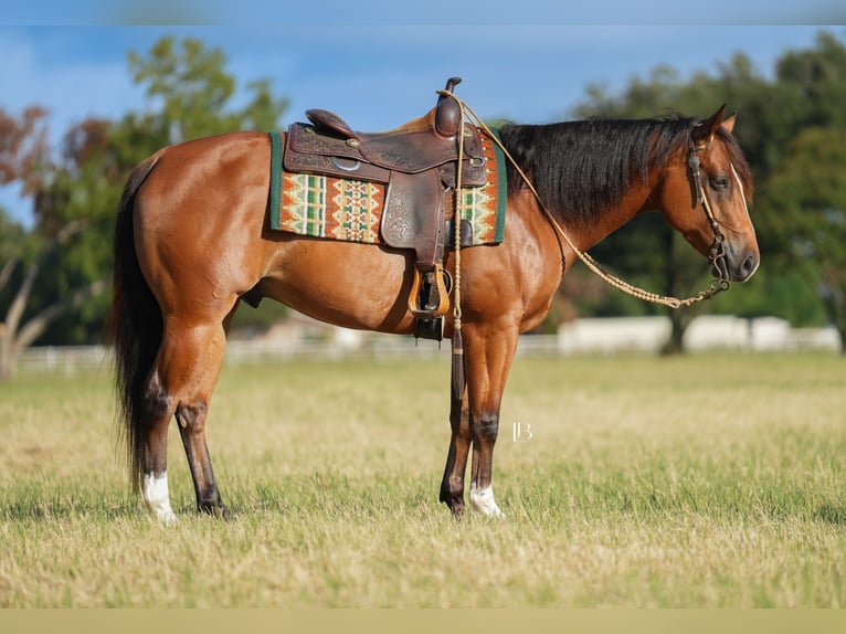 American Quarter Horse Mix Gelding 5 years 14,2 hh Bay in Terrell American Quarter Horse Mix Gelding 5 years 14,2 hh Bay in Terrell
