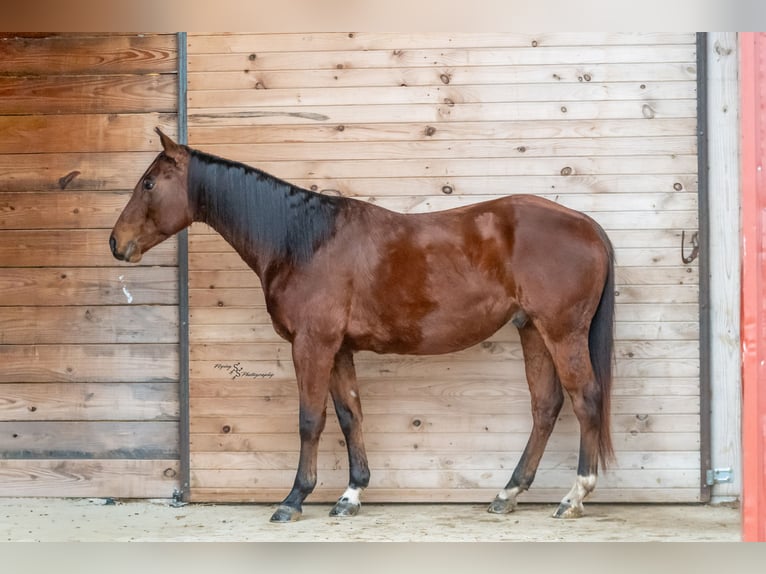 American Quarter Horse Gelding 5 years 14,2 hh Bay in Keytesville