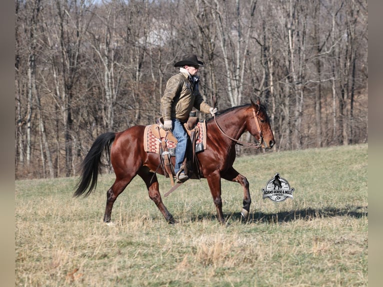 American Quarter Horse Gelding 5 years 14,2 hh Bay in Mount Vernon