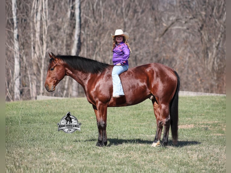 American Quarter Horse Gelding 5 years 14,2 hh Bay in Mount Vernon