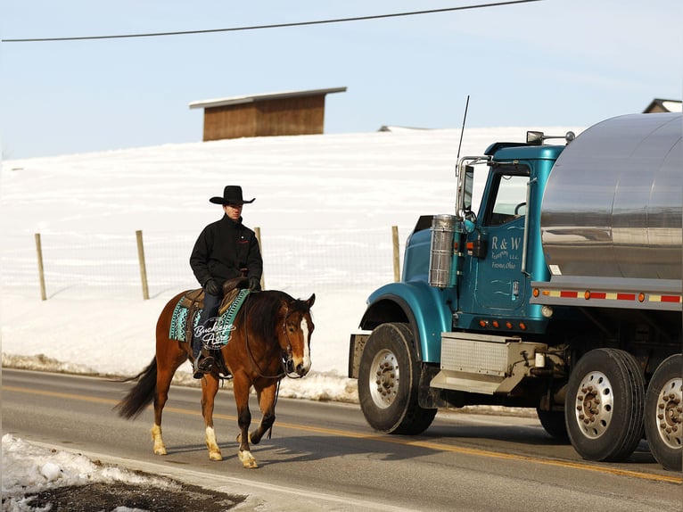 American Quarter Horse Mix Gelding 5 years 14,2 hh Bay in Millersburg