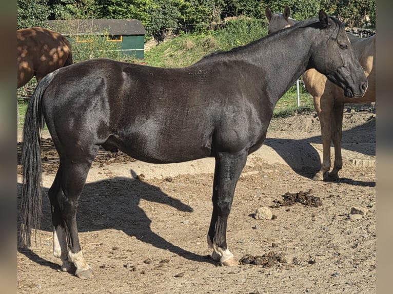 American Quarter Horse Gelding 5 years 14,2 hh Black in Radebeul American Quarter Horse Gelding 5 years 14,2 hh Black in Radebeul