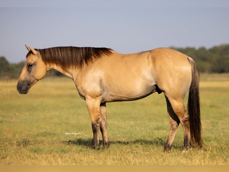 American Quarter Horse Gelding 5 years 14,2 hh Buckskin in Weatherford, TX