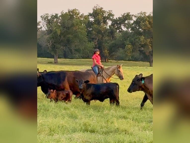 American Quarter Horse Gelding 5 years 14,2 hh Buckskin in Weatherford, TX