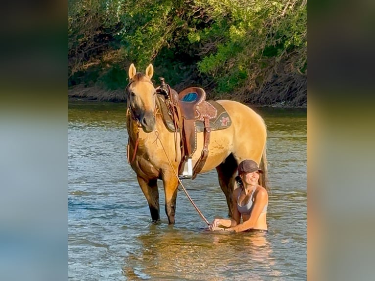 American Quarter Horse Gelding 5 years 14,2 hh Buckskin in Weatherford, TX