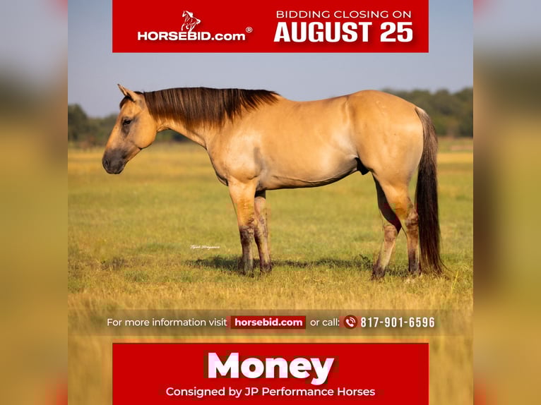 American Quarter Horse Gelding 5 years 14,2 hh Buckskin in Weatherford, TX