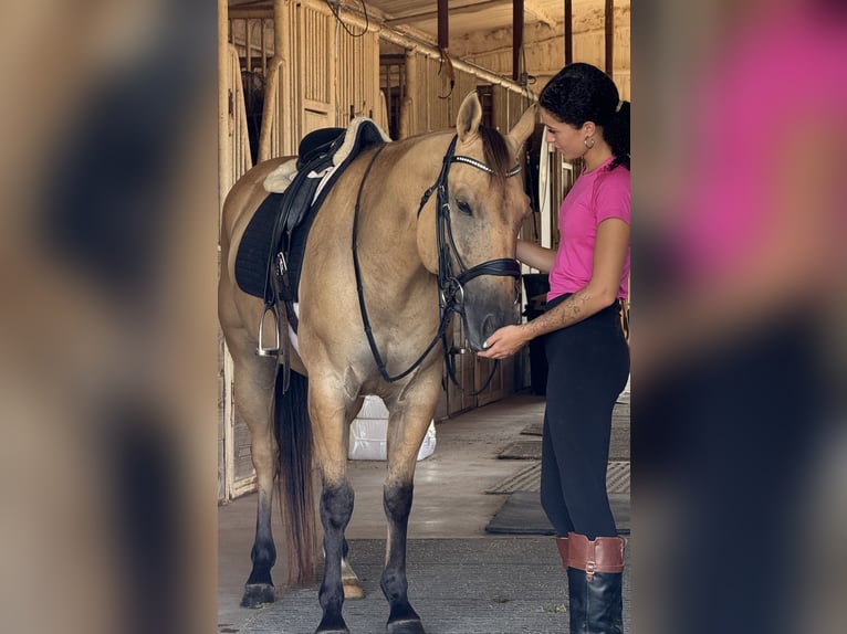 American Quarter Horse Gelding 5 years 14,2 hh Buckskin in Weatherford, TX