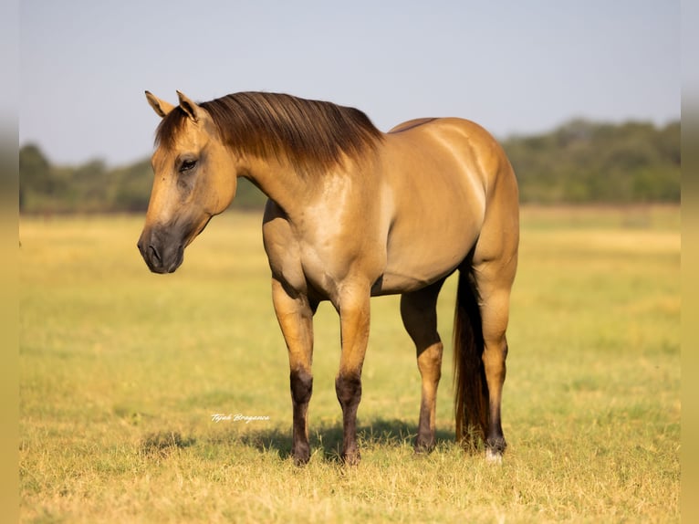 American Quarter Horse Gelding 5 years 14,2 hh Buckskin in Weatherford, TX