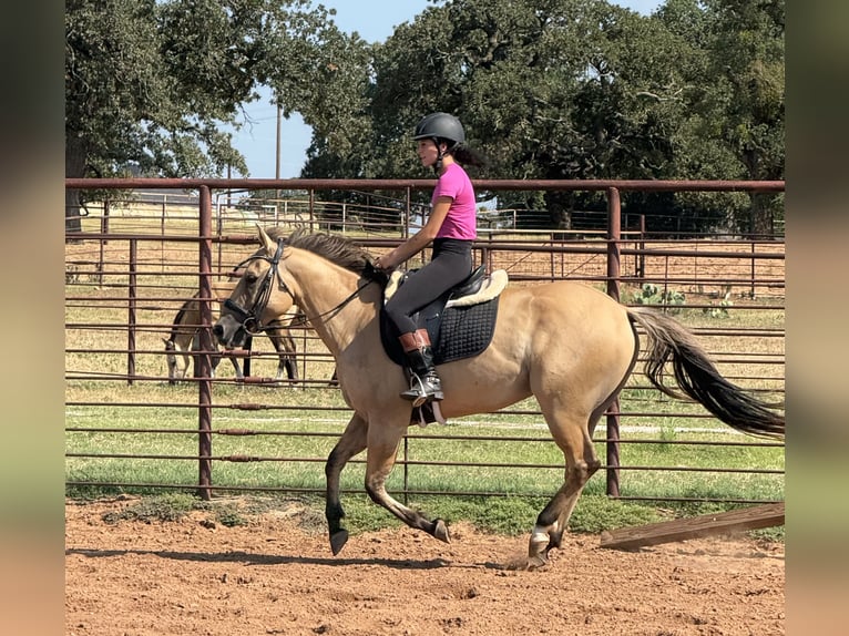 American Quarter Horse Gelding 5 years 14,2 hh Buckskin in Weatherford, TX