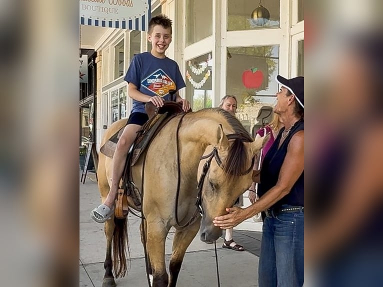 American Quarter Horse Gelding 5 years 14,2 hh Buckskin in Weatherford, TX