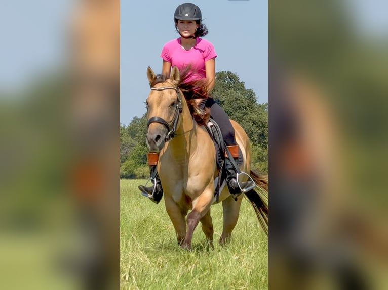 American Quarter Horse Gelding 5 years 14,2 hh Buckskin in Weatherford, TX