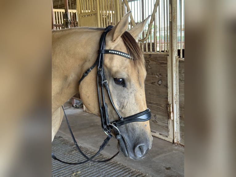 American Quarter Horse Gelding 5 years 14,2 hh Buckskin in Weatherford, TX