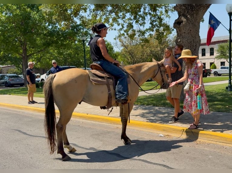 American Quarter Horse Gelding 5 years 14,2 hh Buckskin in Weatherford, TX