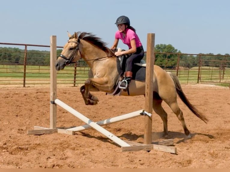 American Quarter Horse Gelding 5 years 14,2 hh Buckskin in Weatherford, TX