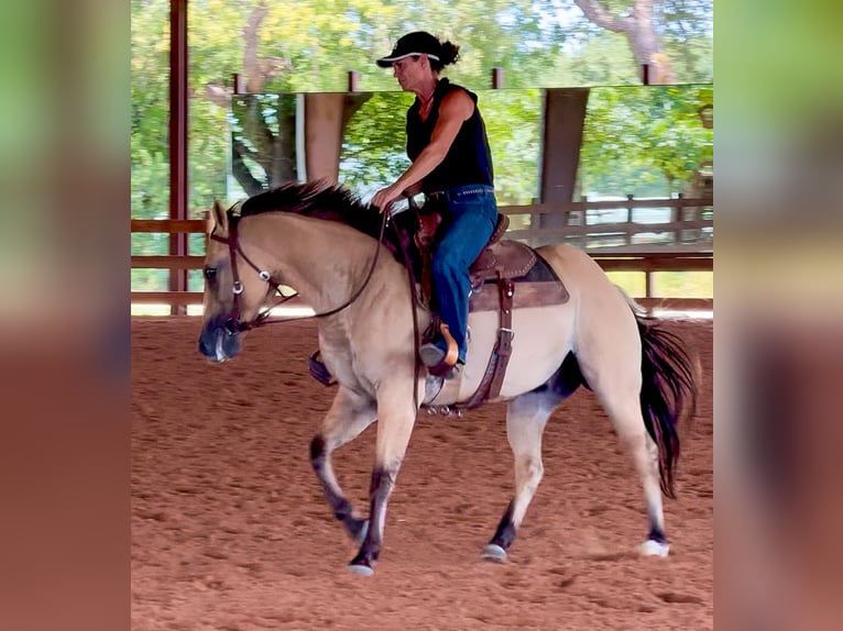 American Quarter Horse Gelding 5 years 14,2 hh Buckskin in Weatherford, TX
