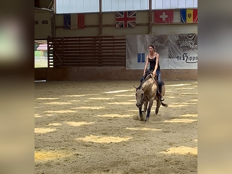 American Quarter Horse Gelding 5 years 14,2 hh Buckskin in Kappelen