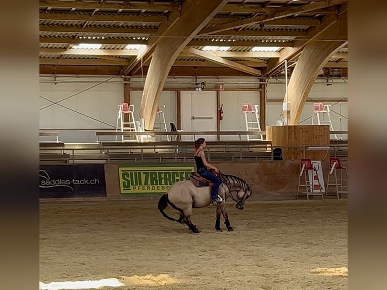 American Quarter Horse Gelding 5 years 14,2 hh Buckskin in Kappelen
