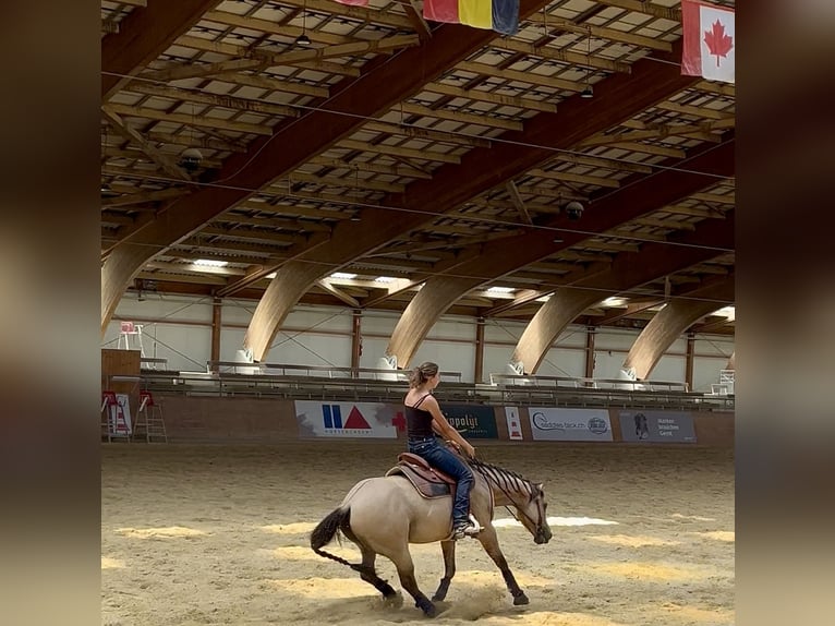 American Quarter Horse Gelding 5 years 14,2 hh Buckskin in Kappelen