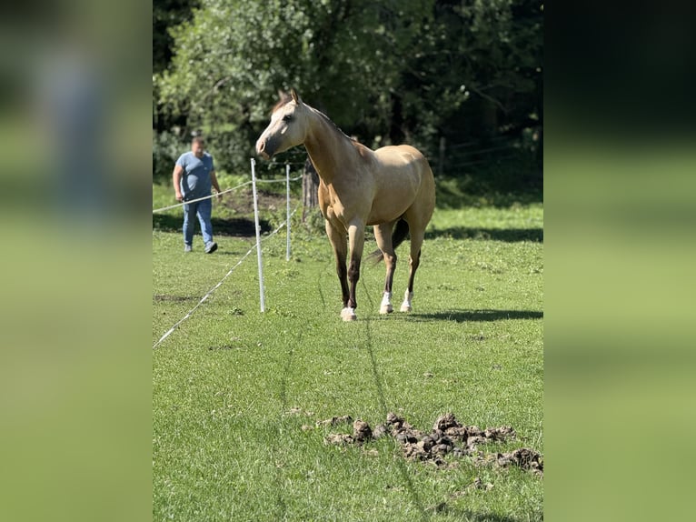 American Quarter Horse Gelding 5 years 14,2 hh Buckskin in Pöls