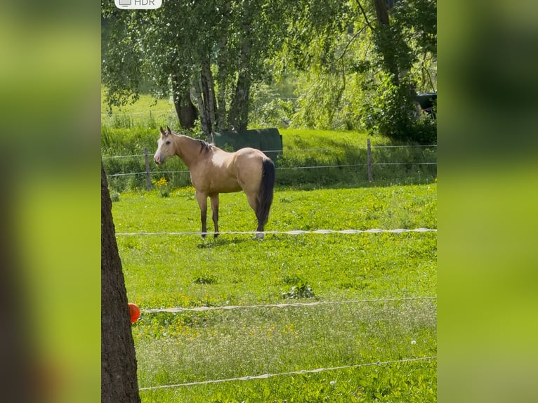 American Quarter Horse Gelding 5 years 14,2 hh Buckskin in Pöls