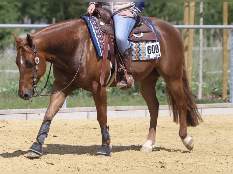 American Quarter Horse Gelding 5 years 14,2 hh Chestnut-Red in Duingen