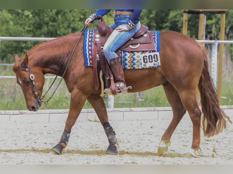 American Quarter Horse Gelding 5 years 14,2 hh Chestnut-Red in Duingen
